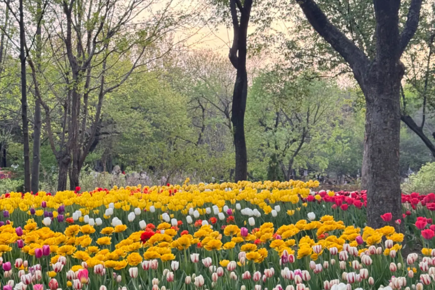 Spring flowers and open green space inside Seoul Forest