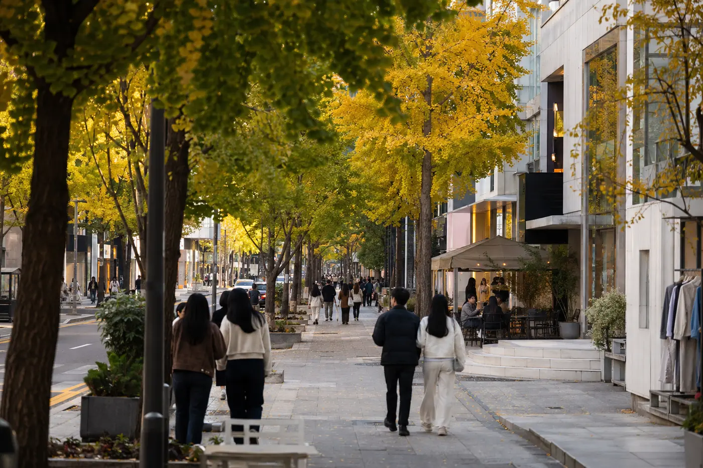 Select shops and cafes lining Garosu-gil beneath mature ginkgo trees